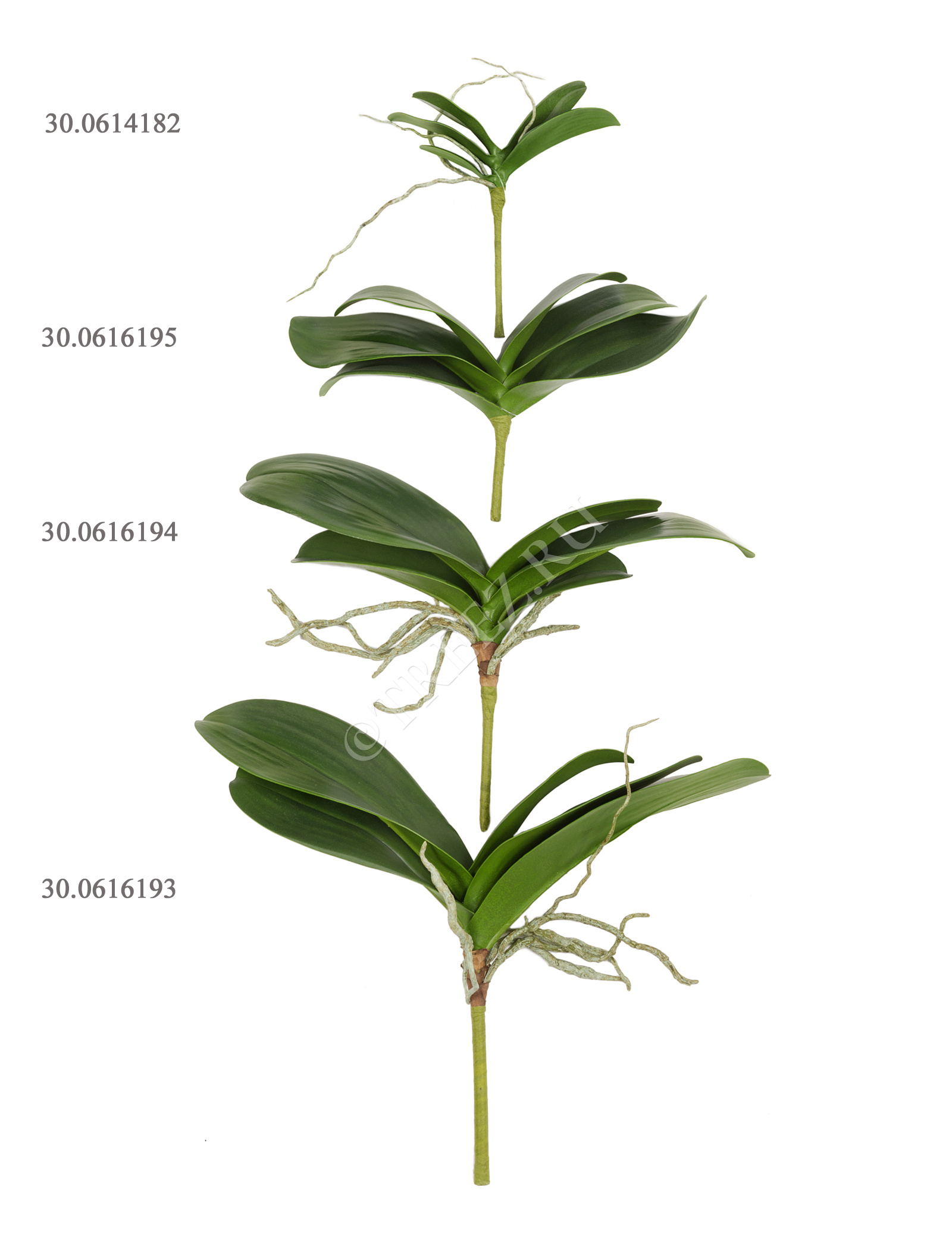 30.0616194 Листья Орхидеи Фаленопсис средние с корнями Цветочная коллекция  - Вид №1