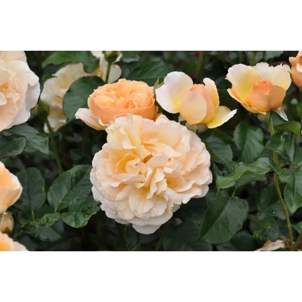 Роза Жорди рока ø9 h39 см 83738679 STLM-2146594 Santreyd 