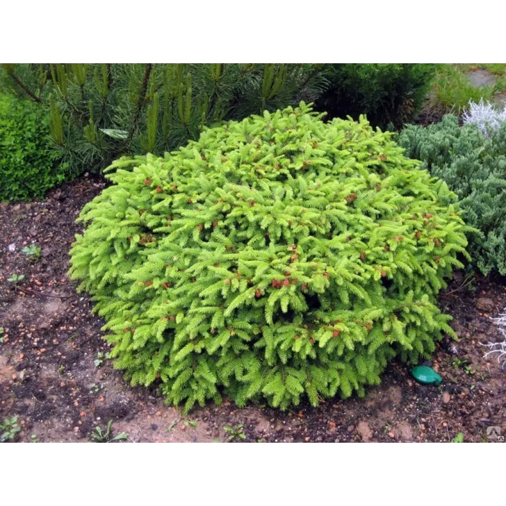 Santreyd Ель Нидиформис - декоративный хвойный кустарник для сада 87718632 STLM-1401933 - Вид №3