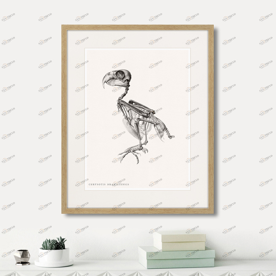 Картина в деревянной раме 52х42 см Chrysotis Braziliensis, 1867г. КАРТИНЫ В КВАРТИРУ  264403 Белый;коричневый;разноцветный 