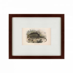 Литография на тонированной бумаге 42х52 см Armadillo, 1860 КАРТИНЫ В КВАРТИРУ  135712 Белый;коричневый;разноцветный