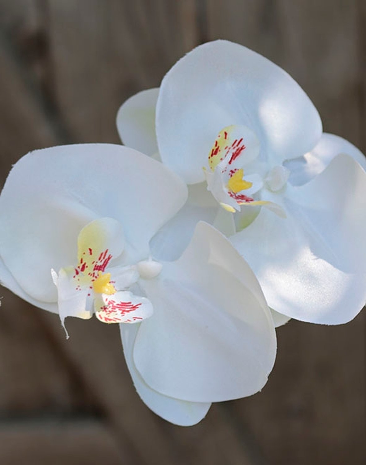 2818 777 a3 Искусственная орхидея Phalaenopsis (2 метелки), 150 см, белая H-andreas 