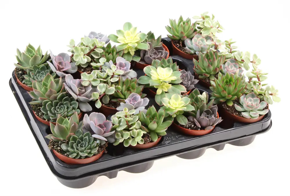 Santreyd Суккулент Трио микс — композиция миниатюрных растений для интерьера 87819716