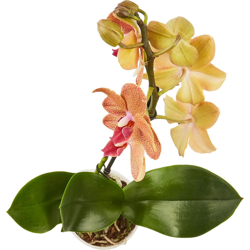 Santreyd Орхидея Фаленопсис микс - цветущая бабочка в вашем интерьере 85324974 STLM-0061535 - Вид №2