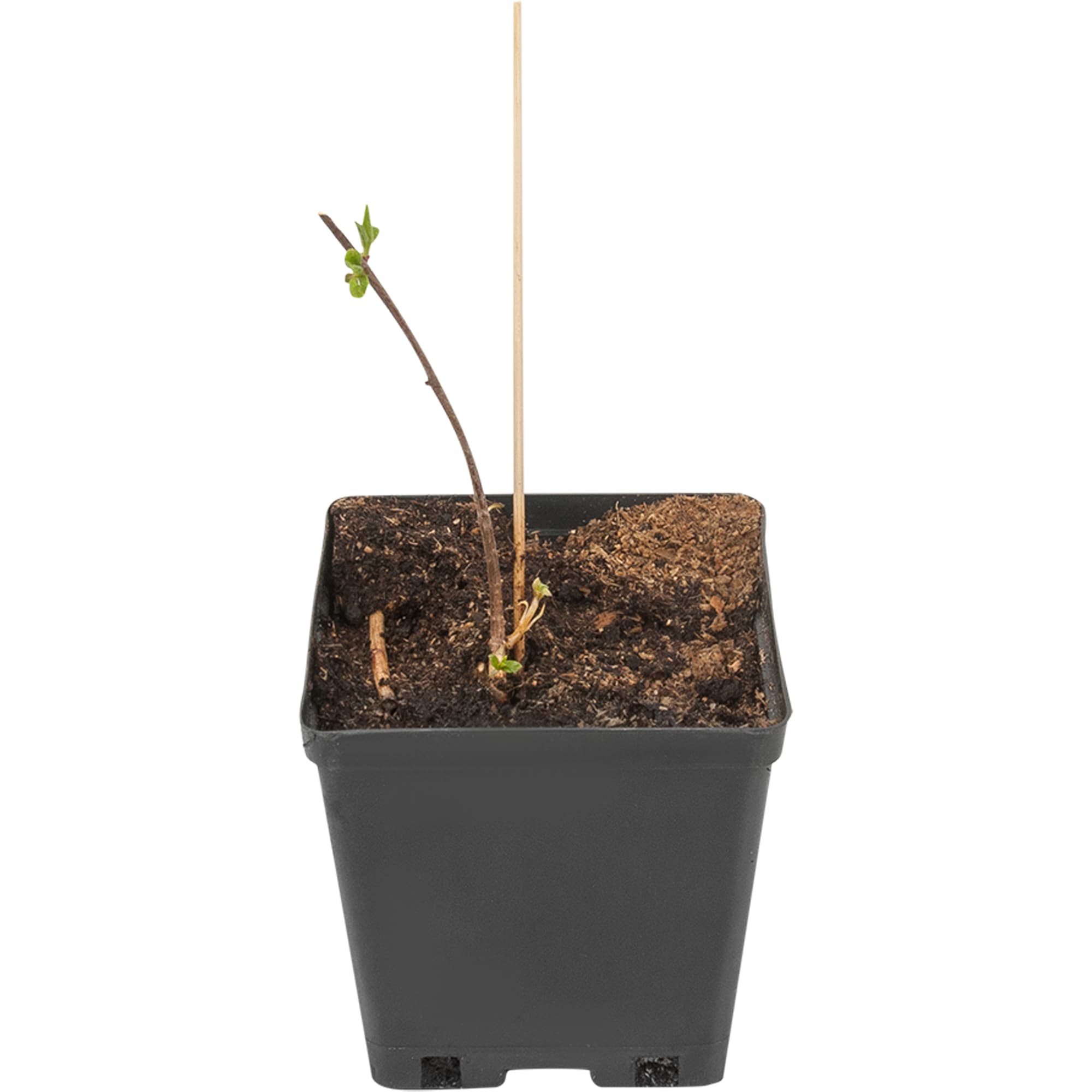 82594841 Гортензия метельчатая «грандифлора» 15x20 см Santreyd 