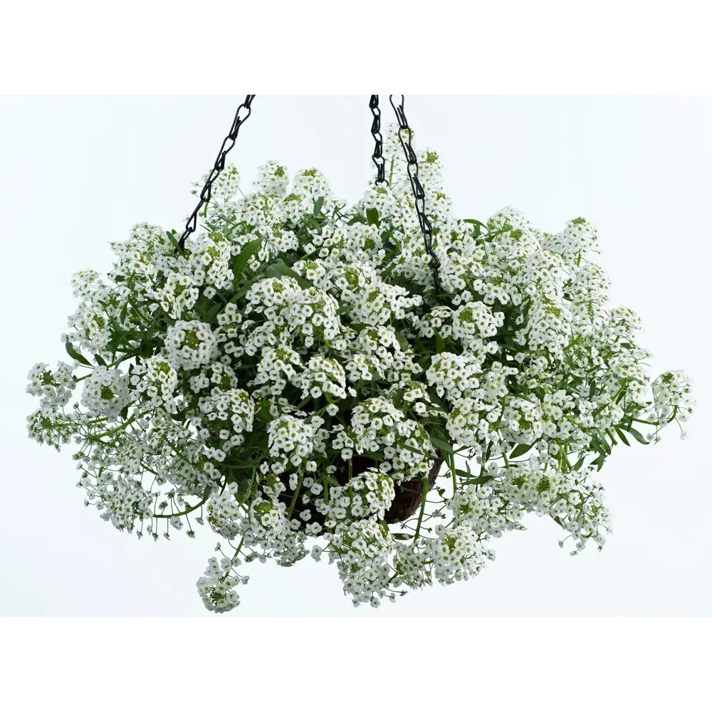 Алиссум в кашпо ø21 h35 см 83248485 STLM-2188447 Santreyd 