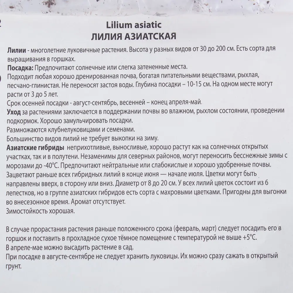 Лилия азиантская «Оклахома Сити» 81945462 STLM-2184573 Santreyd  - Вид №2
