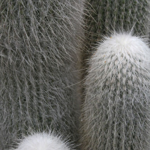 1382/CX38 Картина 1382 Adriani e Rossi