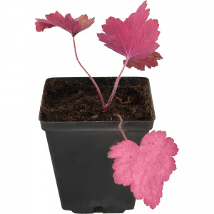 82595162 Гейхера «Рио» 11x15 см