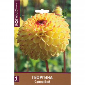 82539286 Георгина «Санни Бой»