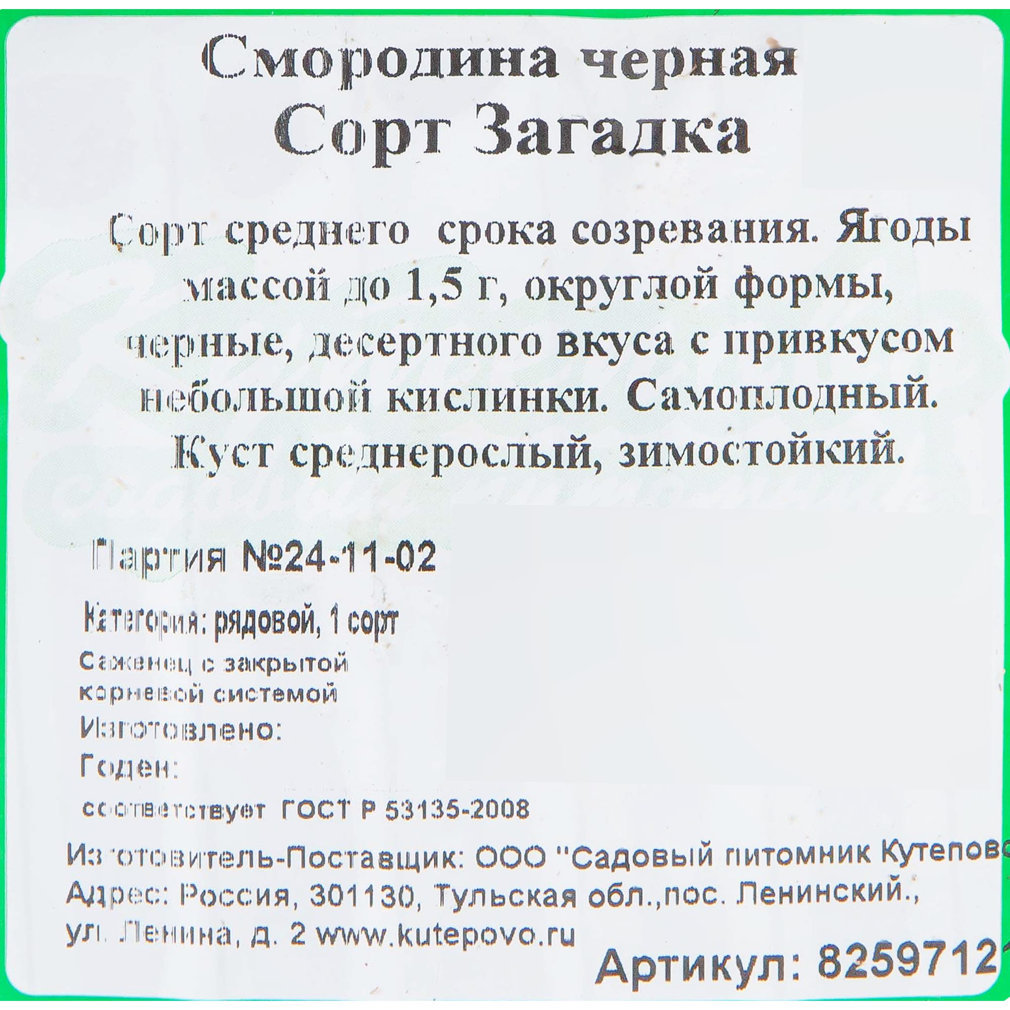 82597121 Смородина чёрная «Загадка» C2 высота 40 см Santreyd  - Вид №1
