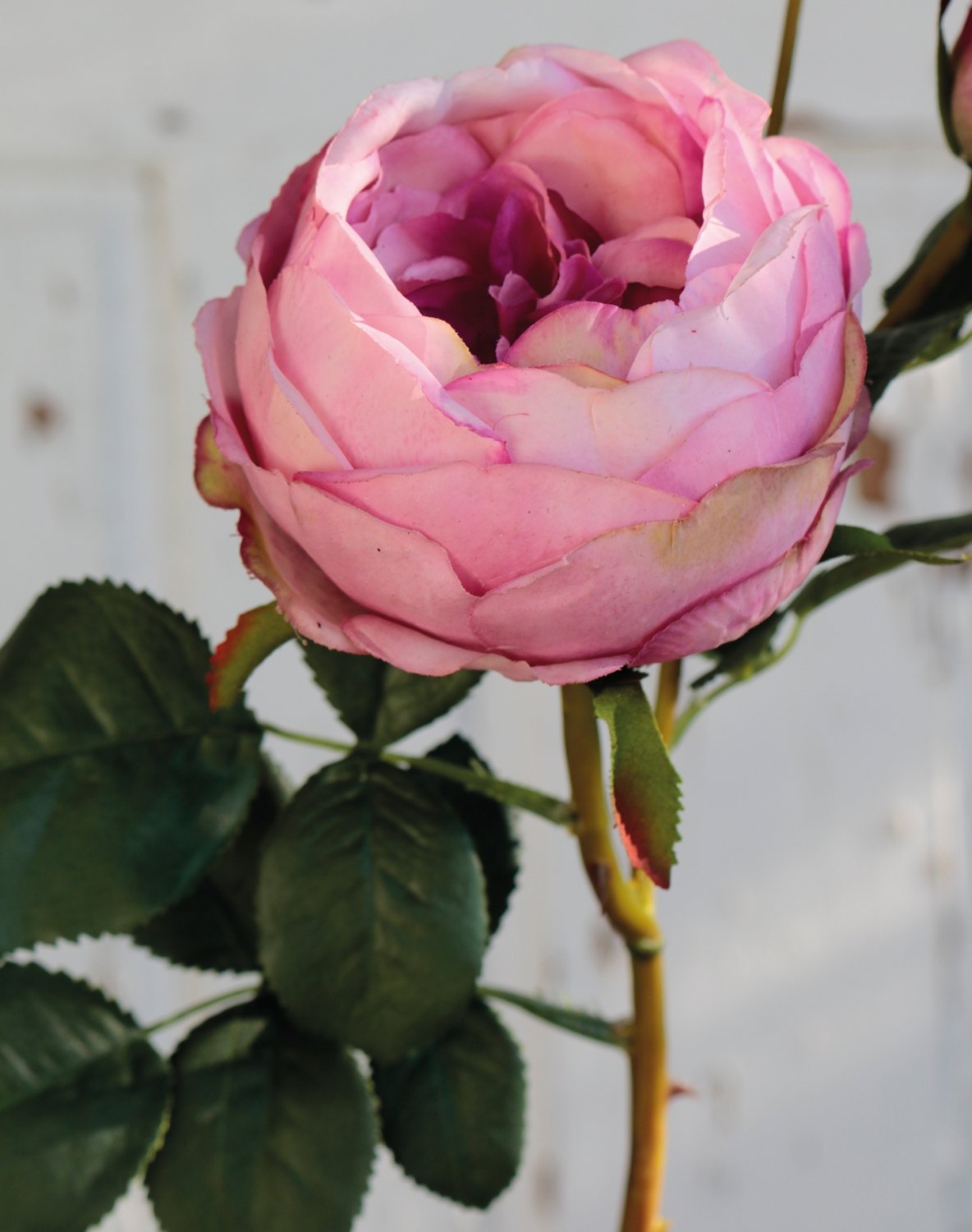 2592 597 a3 Искусственная роза, 1 цветок, 2 бутона, 60 см, real touch soft, антично-роза H-andreas  - Вид №2