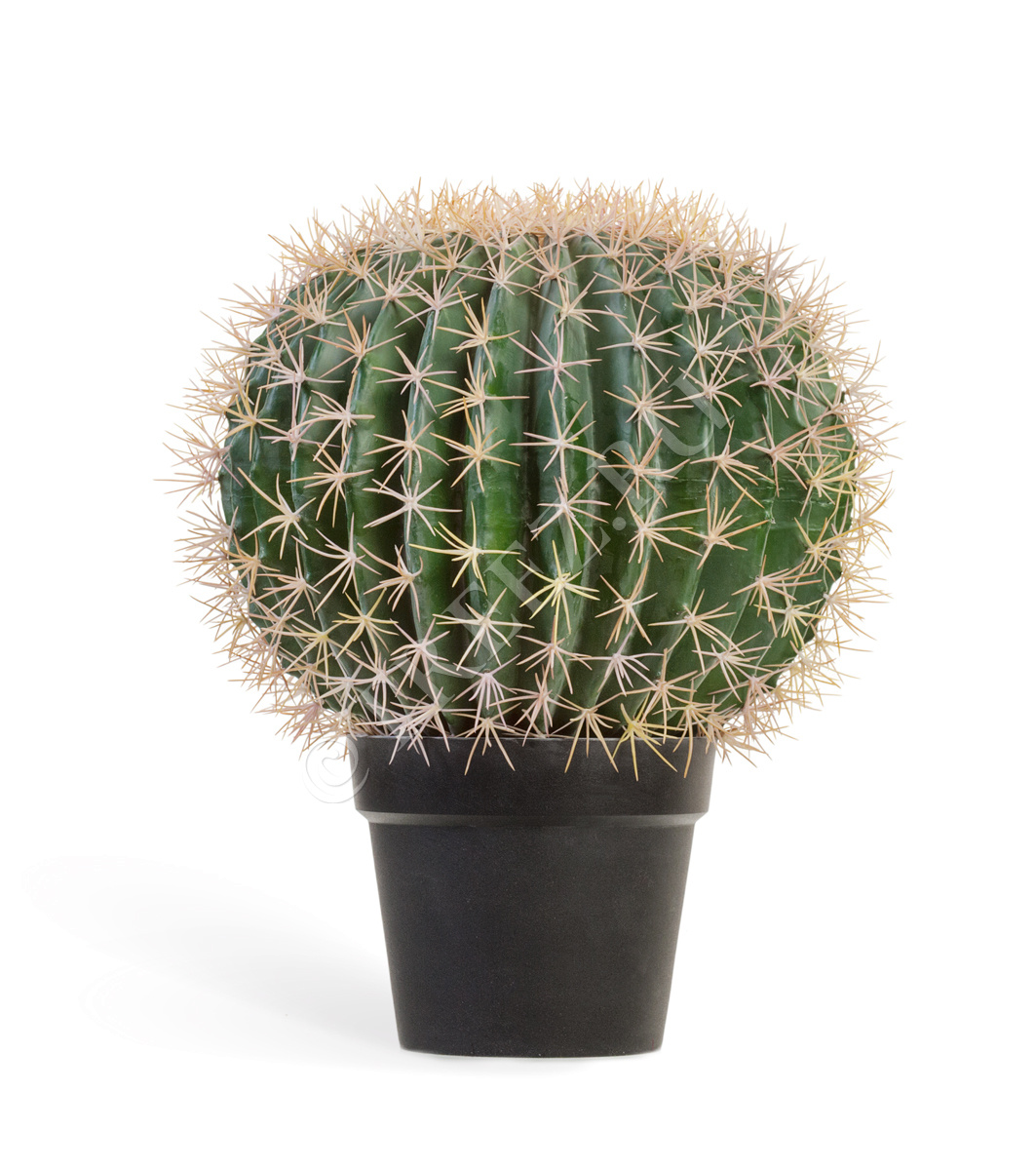 10.091831N Кактус Баррель Цветочная коллекция  - Вид №1