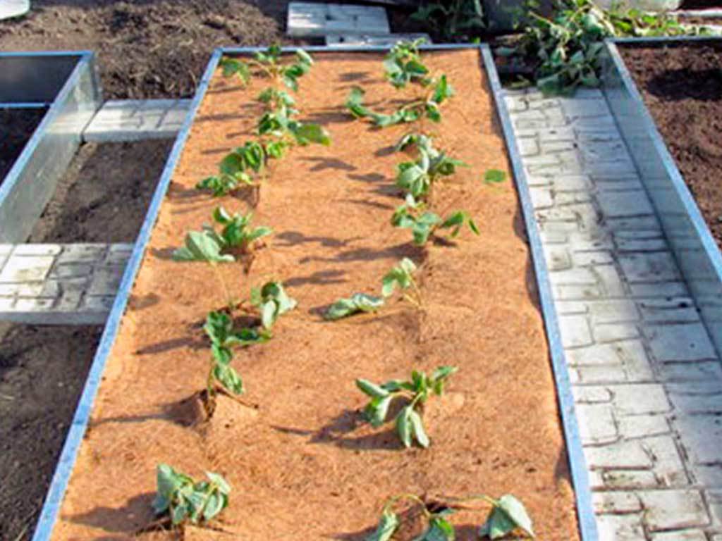 Мульча кокосовая Мульчаграм 1x3 м ГеоПластБорд GPBST-245 - Вид №6