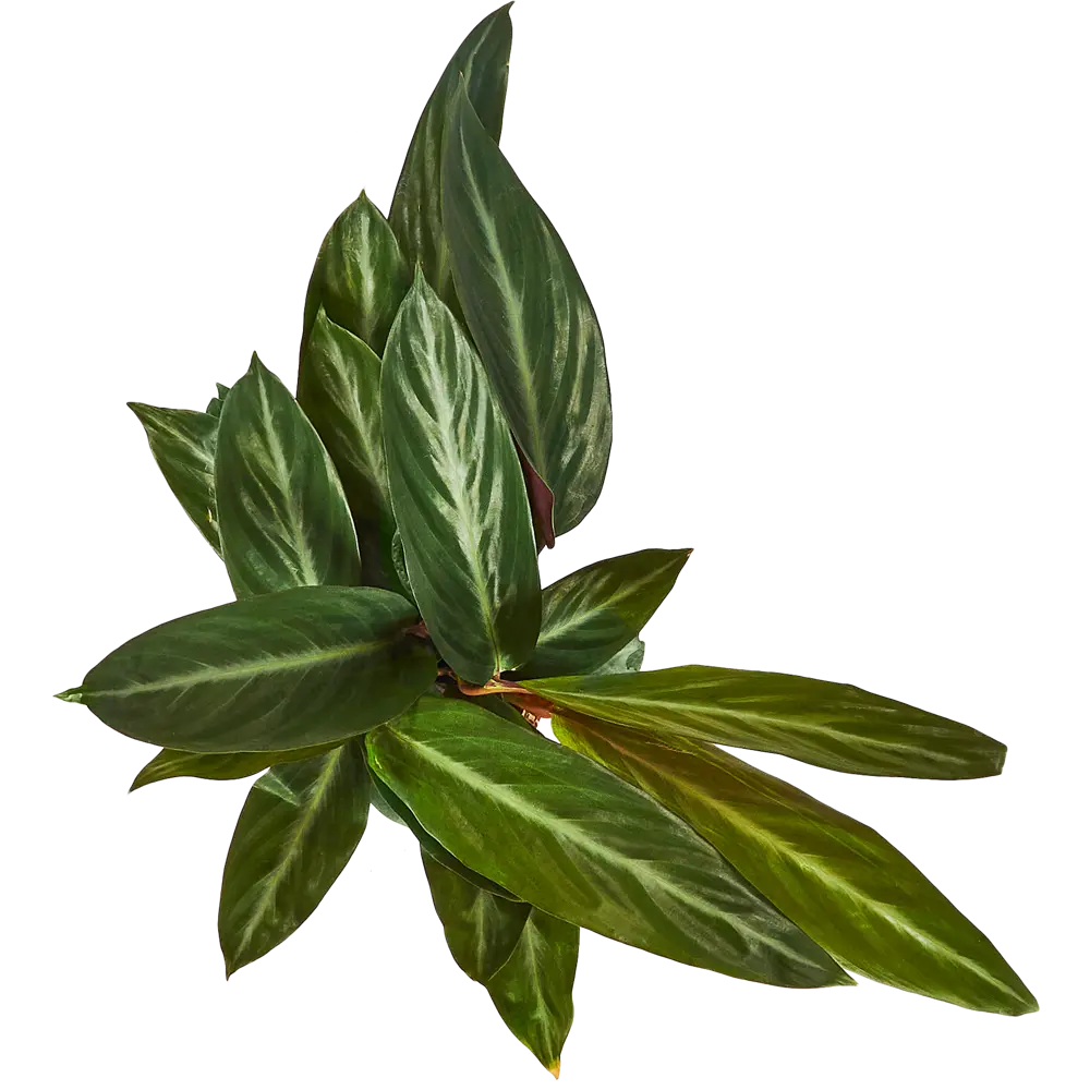 Santreyd Калатея микс — декоративное растение с контрастными листьями 85062752 STLM-0058089 - Вид №2