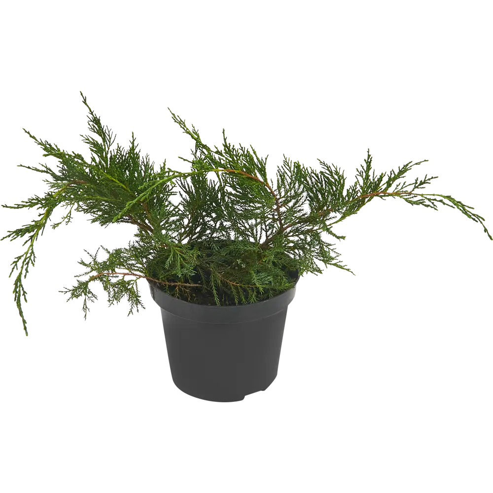 Можжевельник средний Минт Джулеп ø19 h20-30 см 85440393 STLM-2200001 PLANTMARKET 
