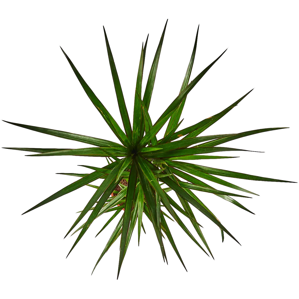 Santreyd Драцена - живое украшение интерьера с воздухоочищающими свойствами 82578925 STLM-0030482 - Вид №1