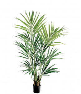 2000983174758 Пальма кентия (ховея) 170 см Cosmo red
