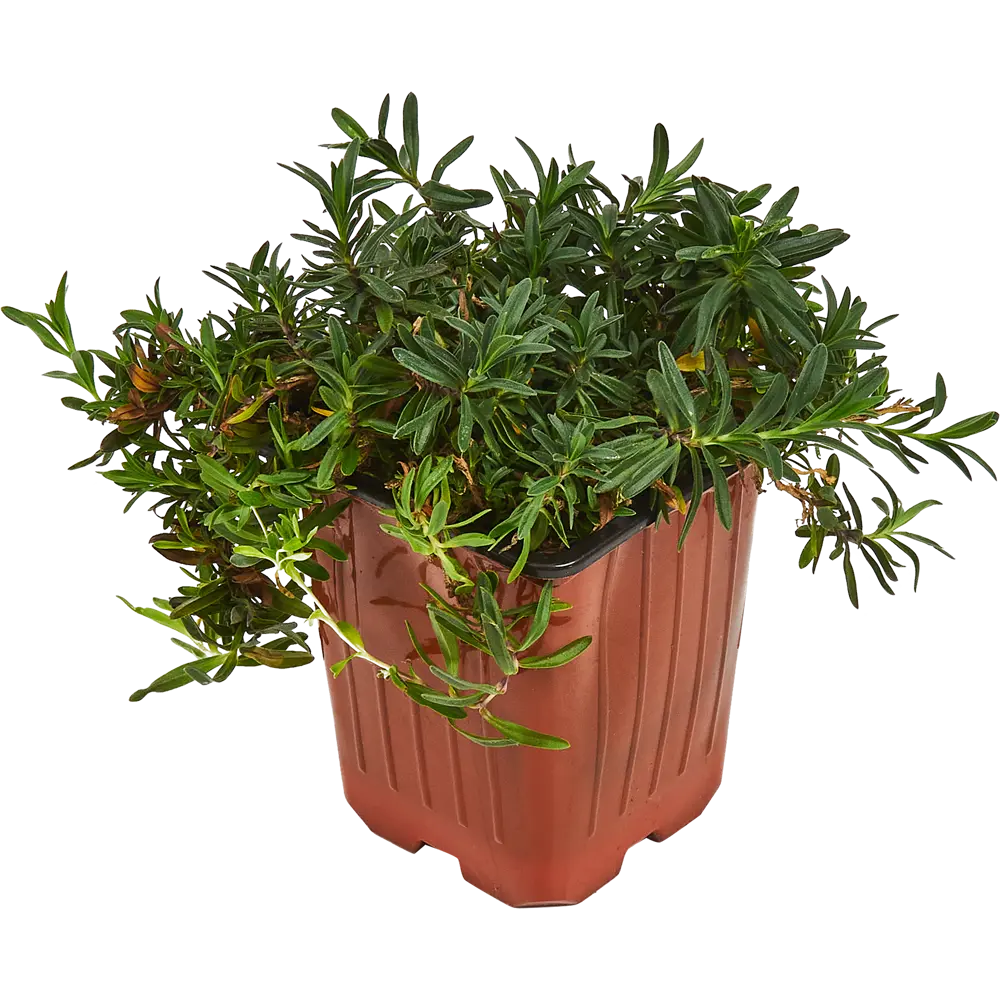 Гвоздика травянка Santreyd — многолетний цветущий декор для сада 84845137 STLM-0055984