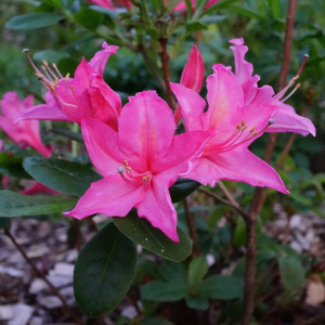 81959177 Рододендрон клейкий «Мадам Жоли»