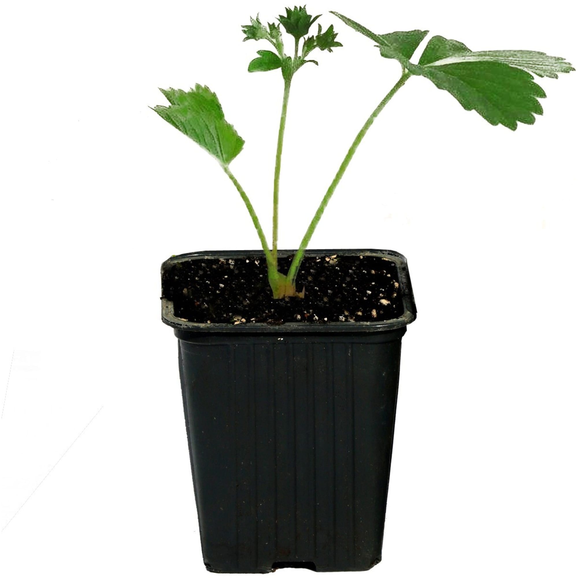 81954885 Земляника садовая «Вима Рина Р9» (клубника) Santreyd  - Вид №1