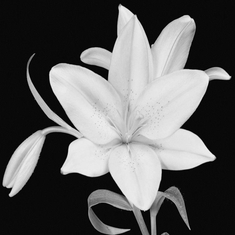 0448/CX38 Картина 0448 Adriani e Rossi  - Вид №1