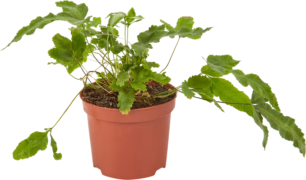 Santreyd Птерис микс - декоративный папоротник для интерьера 82932810