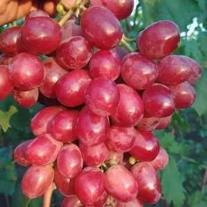 Виноград культурный Дубовский розовый 89465388 STLM-2091516