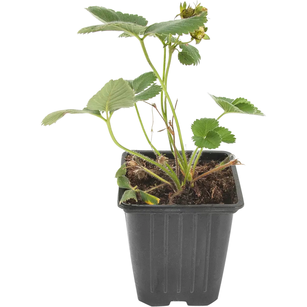 Земляника садовая «Портола» 9x15 см 82625410 STLM-2119366 PLANTMARKET 
