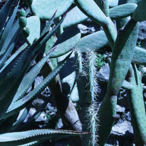 WP10013A Обои декоративные Adriani e Rossi