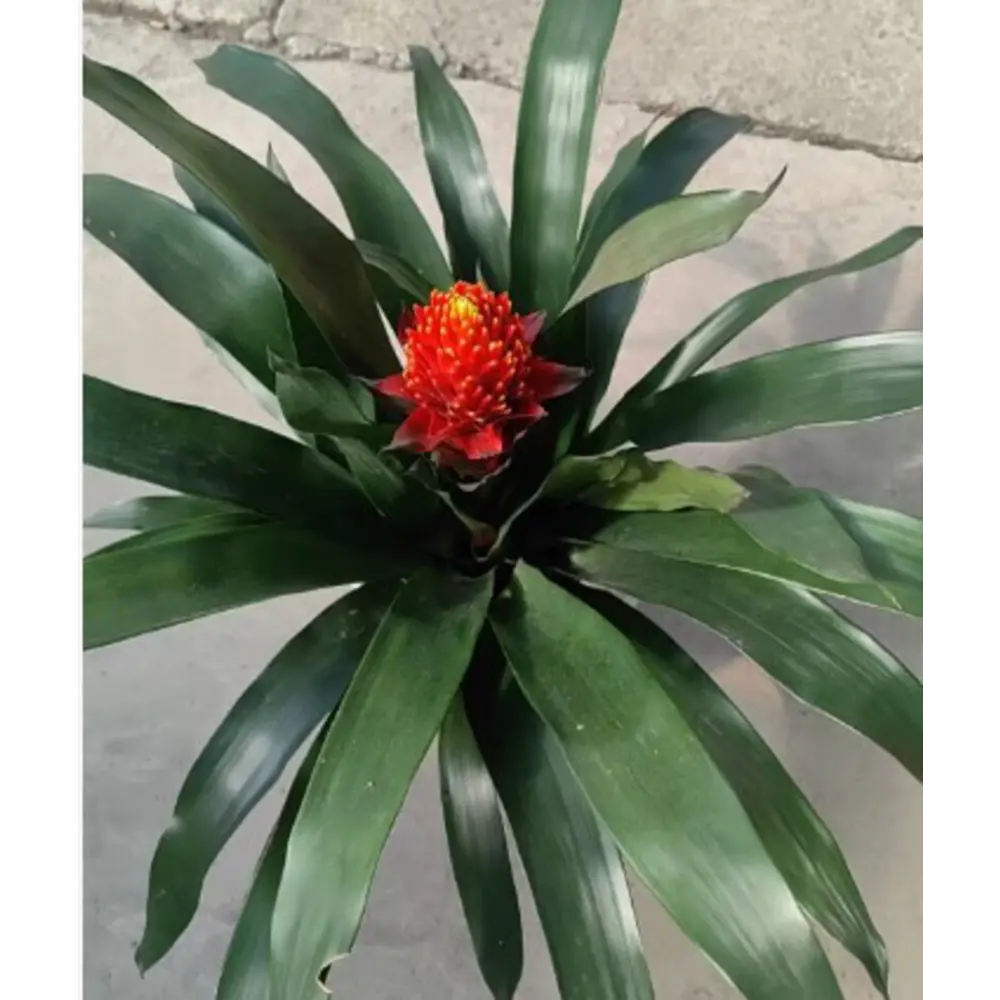 Гузмания Факел ø13 h45 см Santreyd STLM-2118231