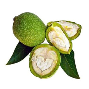 Грецкий орех молодой