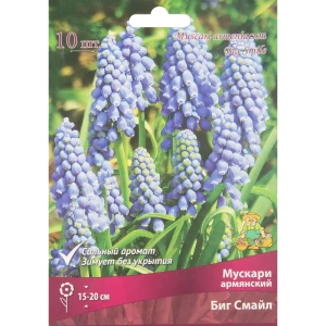 Мускари Биг Смайл от ПОИСК - 10 луковиц для яркого сада 85205642