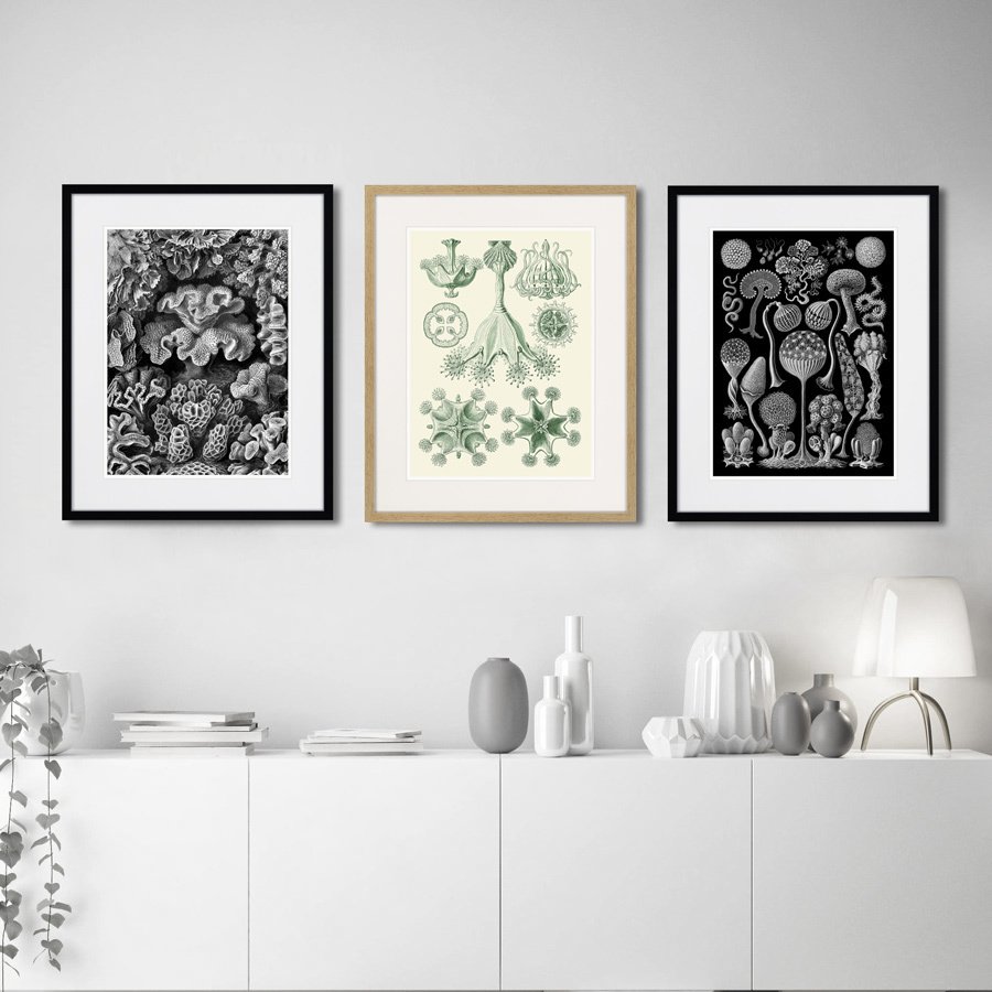 Картина в раме 52х42 см Art forms of nature №3, 1897г. КАРТИНЫ В КВАРТИРУ  264459 Белый;черный  - Вид №2