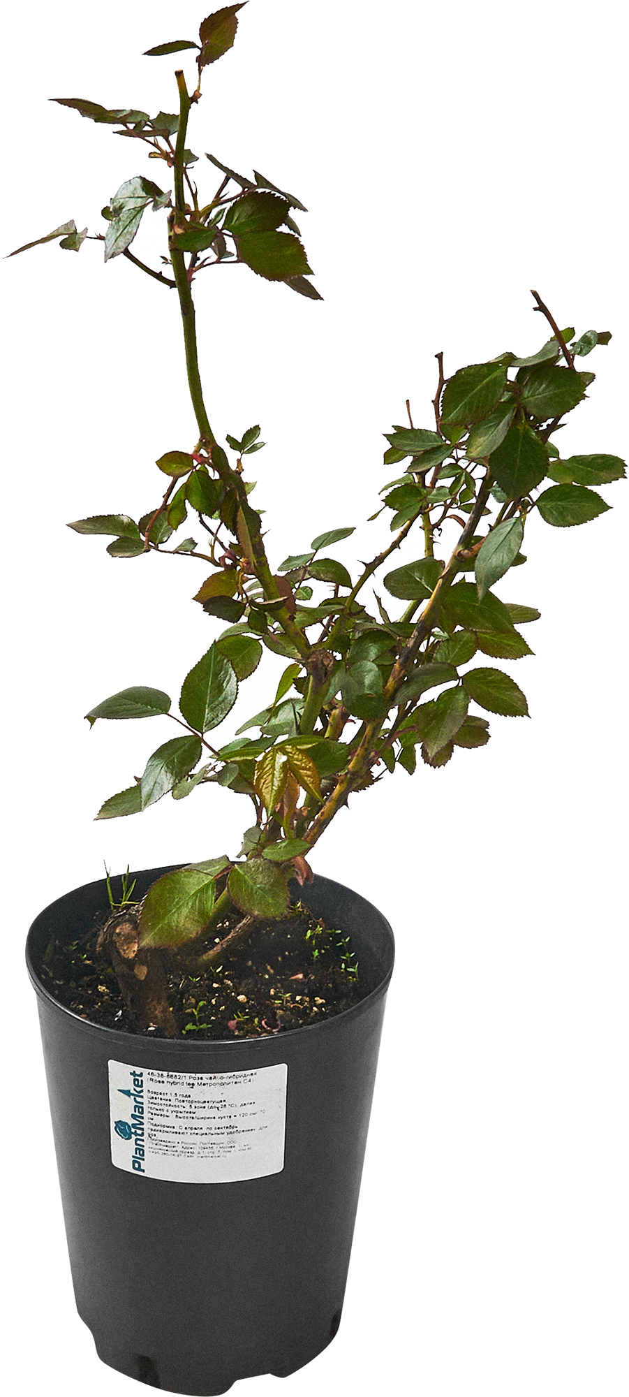 Роза чайно-гибридная Метрополитен - белоснежная красота для сада 84827565 PLANTMARKET STLM-0055701 - Вид №1