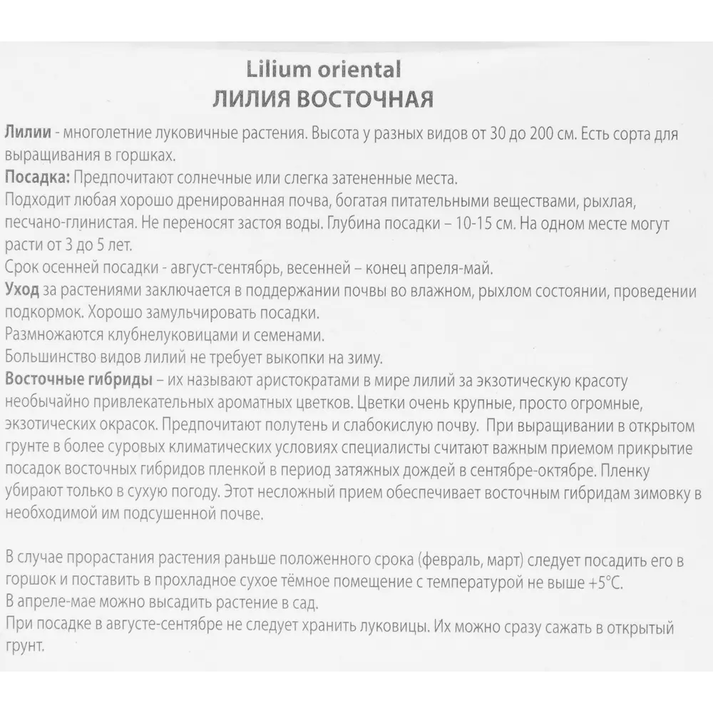 Лилия восточная Компаньон ПОИСК STLM-2032790 - Вид №2