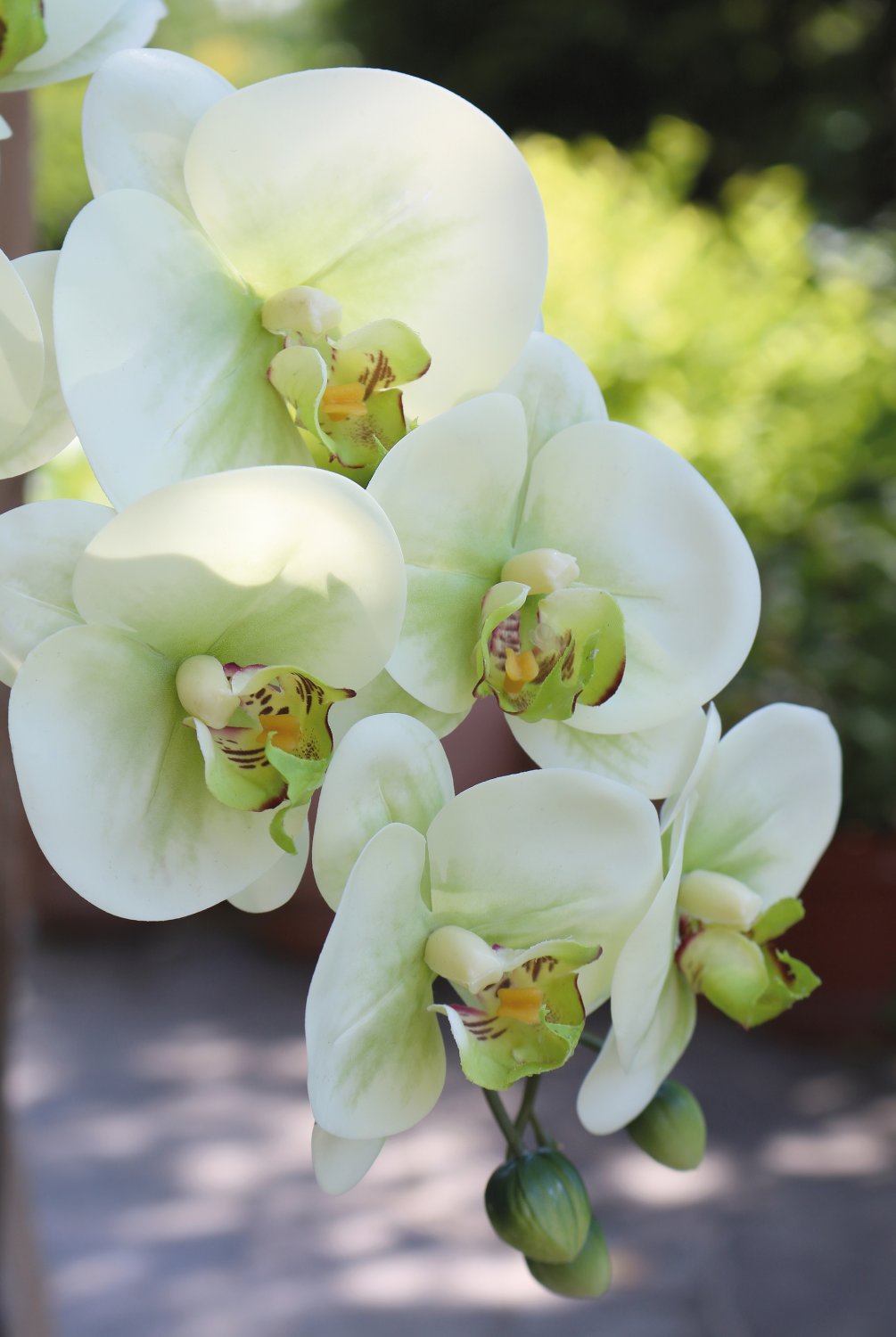 2845 788 a3 Пластиковая орхидея Phalaenopsis, 100 см, real touch soft, бежево-зеленая H-andreas  - Вид №8
