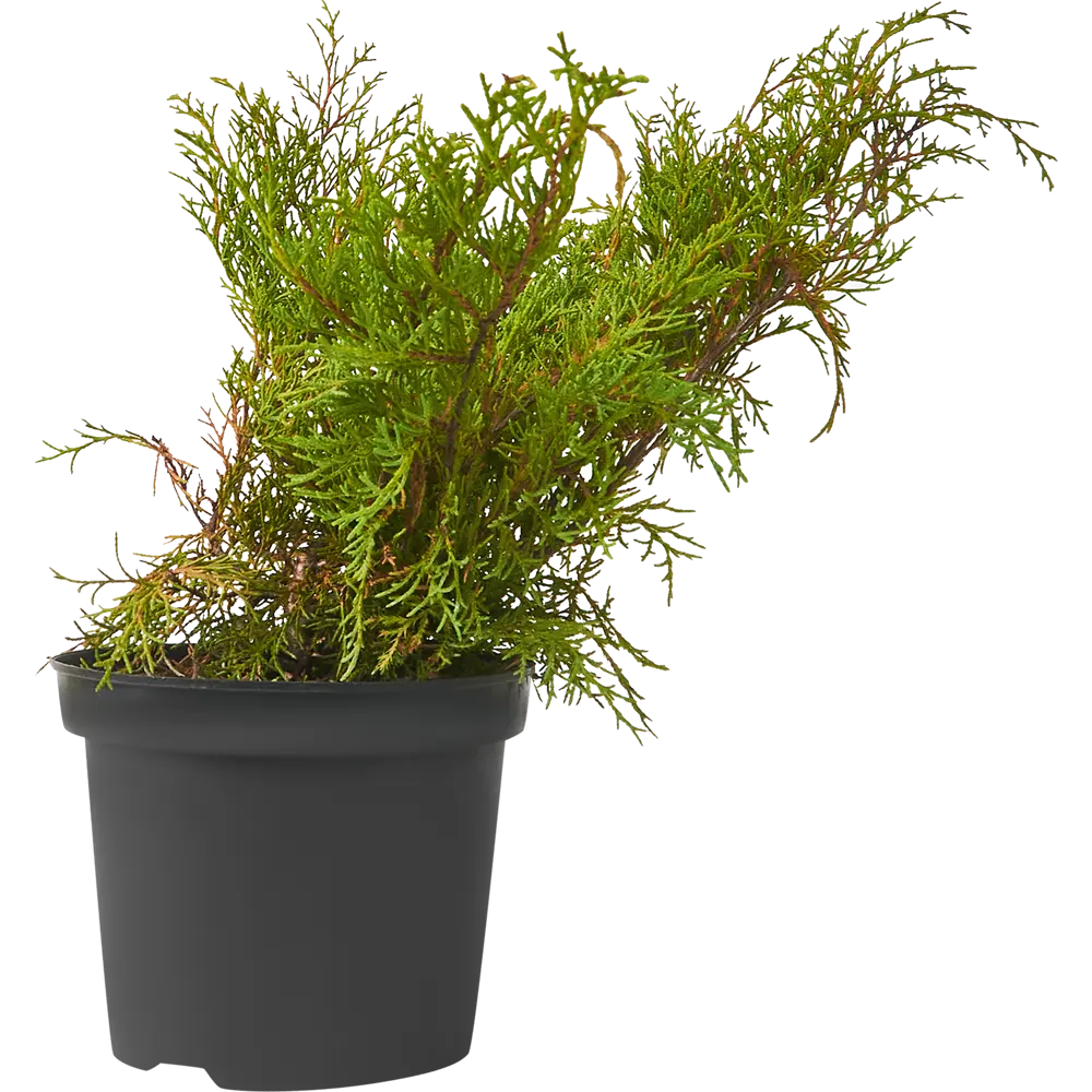 Можжевельник горизонтальный Вилтони ø13 h40 см 84659521 STLM-2205930 PLANTMARKET 