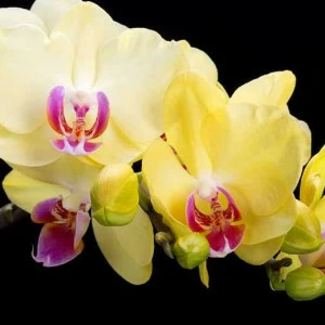 P-012 Фотообои DIVINO L&P 2х1.47 м