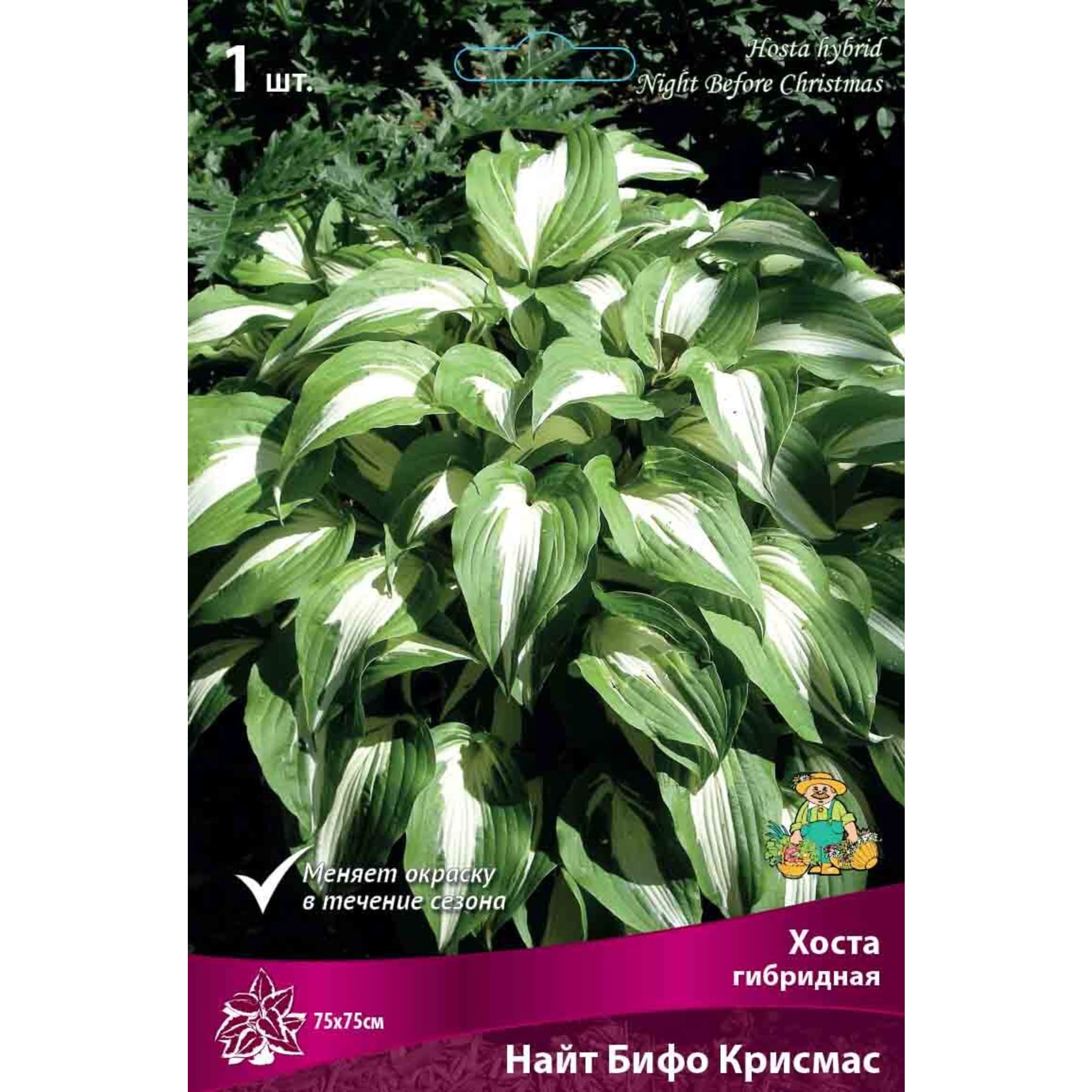 83598056 Хоста гибридная Найт Бифо Крисмас луковица I Santreyd 