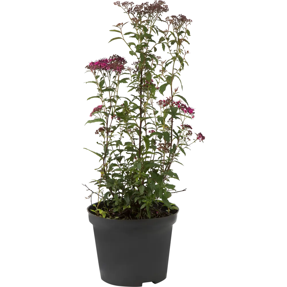 Спирея японская «Энтони Уотерер» C3 20-40 см PLANTMARKET STLM-2133499