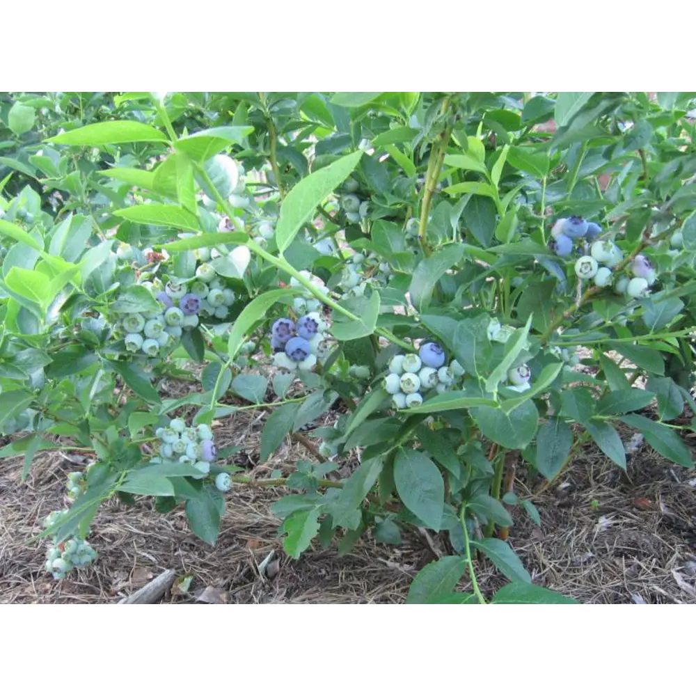 Голубика садовая Блюджей ø9 h20 см 87691183 STLM-2170823 PLANTMARKET 
