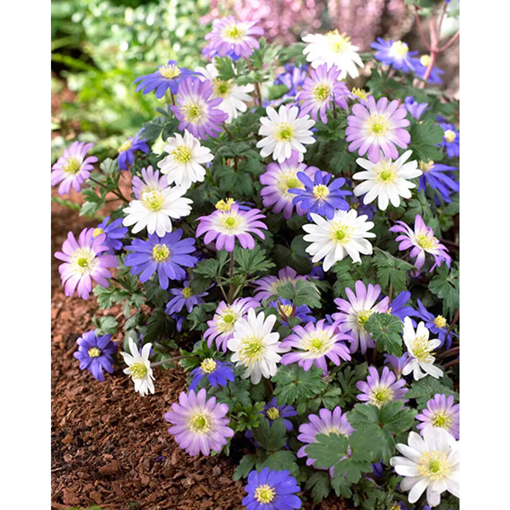 Анемона Бланда микс ПОИСК - многолетние луковицы для весеннего сада 89381281 STLM-1449584