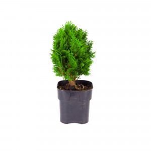 82601640 Кипарисовик «Минима Глаука» 17x15 см