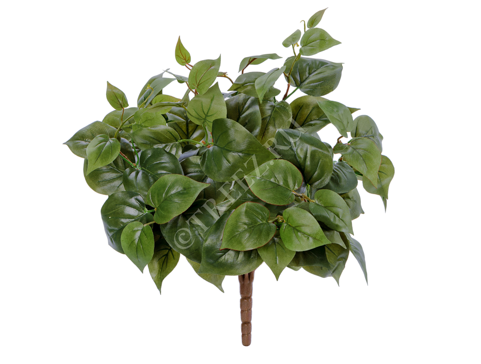 20.1065N Тини Филодендрон Цветочная коллекция 