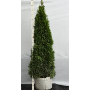 Туя западная «Смарагд» 60x160-180 см 82676771 STLM-2061246
