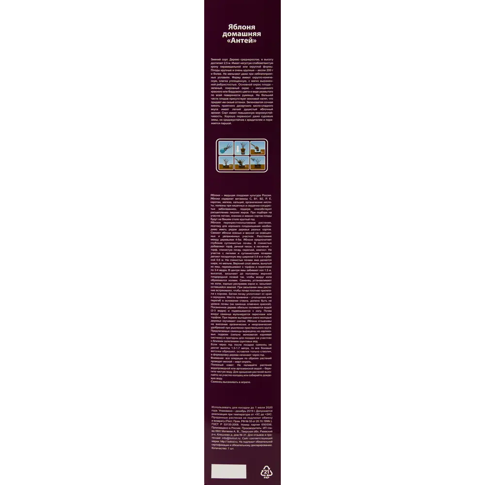 Яблоня Антей в тубе 82539583 STLM-2205531 BOTANIC COLLECTION  - Вид №2