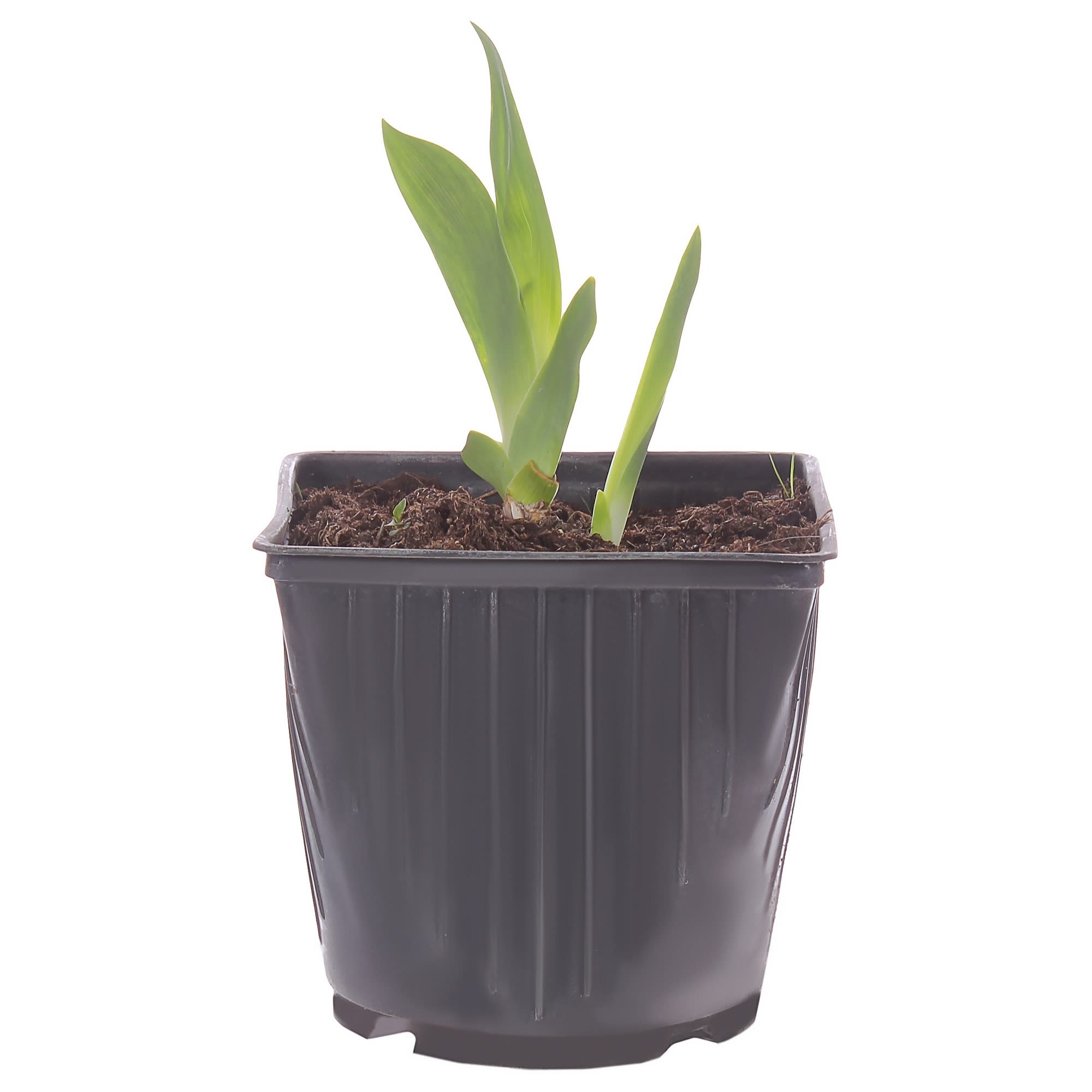 81954813 Ирис германский С1 «Вайт» Santreyd 