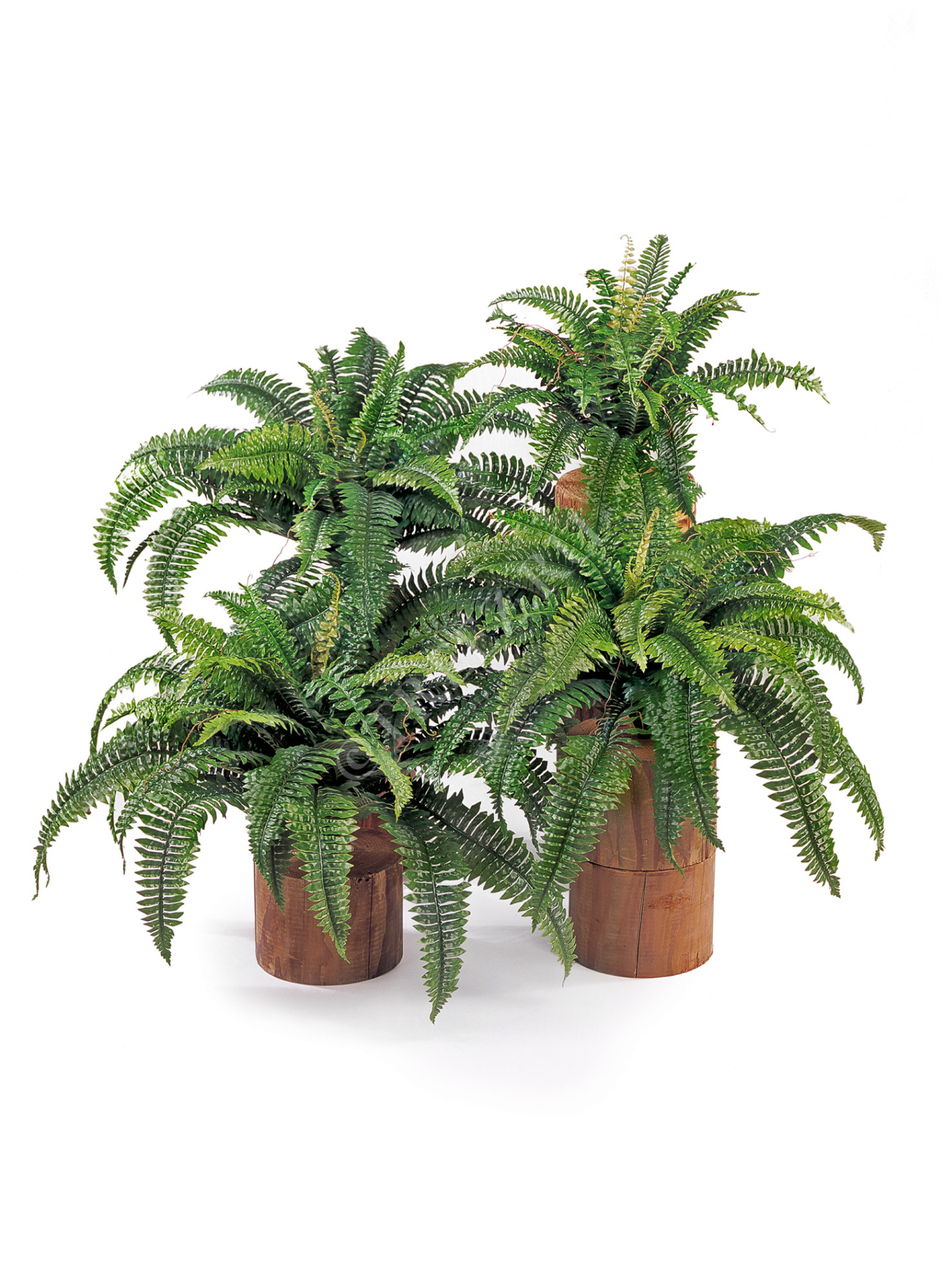 20.1320N Папоротник Бостон Цветочная коллекция 