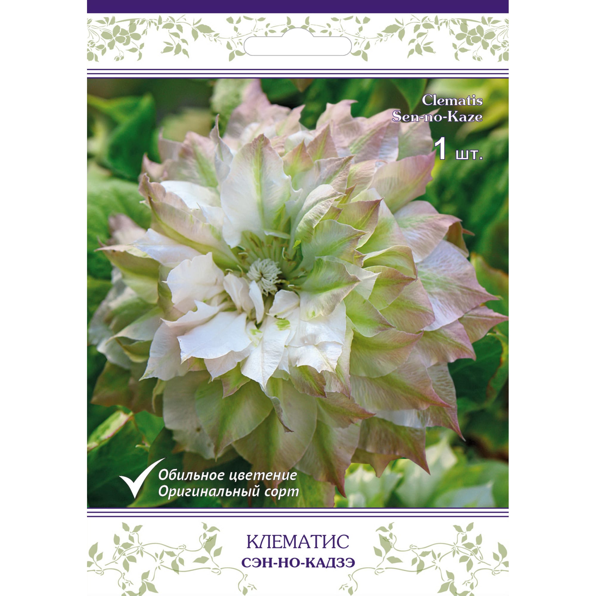 82527580 Клематис крупноцветковый Сэн-но-Кадзэ в капере Santreyd 